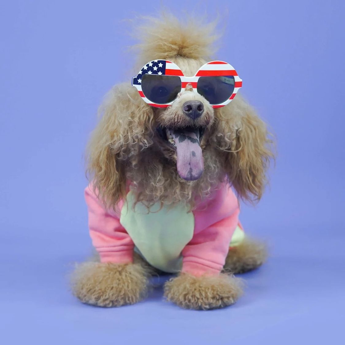 Dog Sweatshirt | Dog Stylish Clothes for Winter and Cold Weather