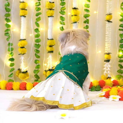 dog traditional costume