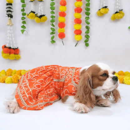 dog wedding clothes