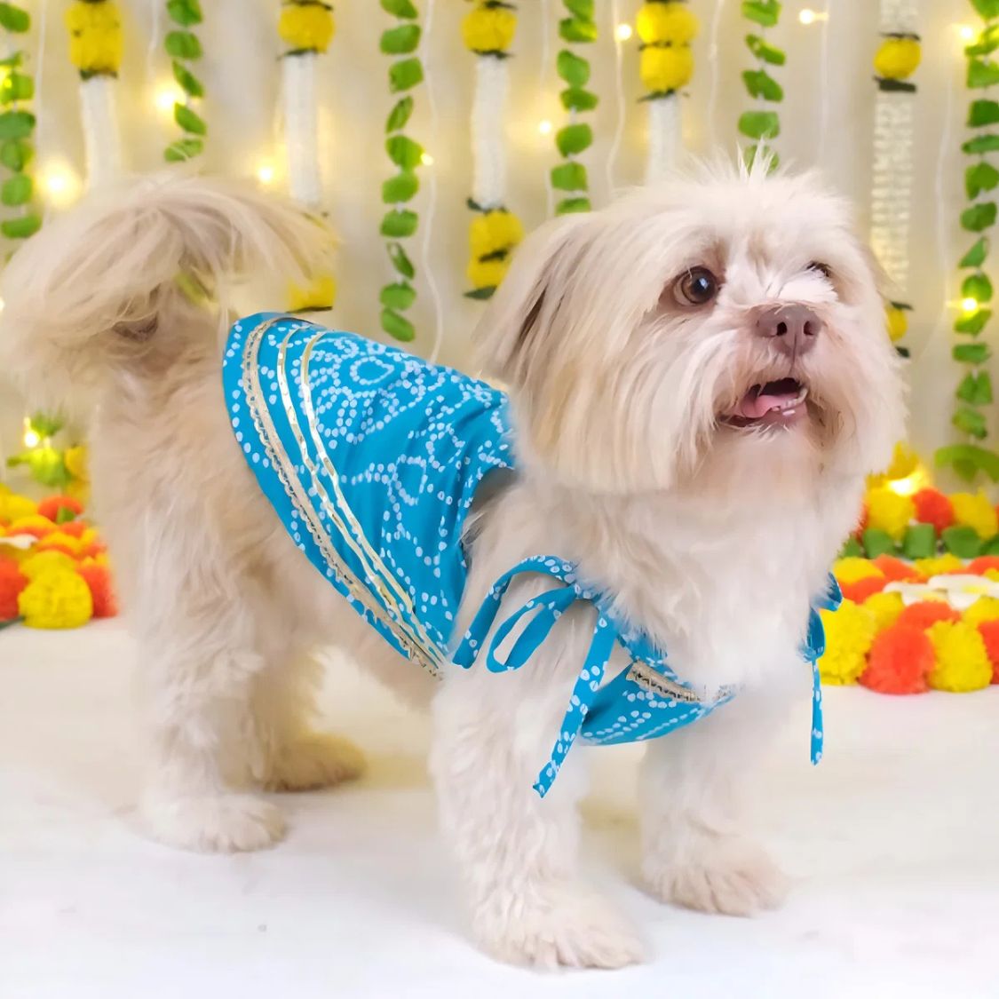 dog wedding outfit