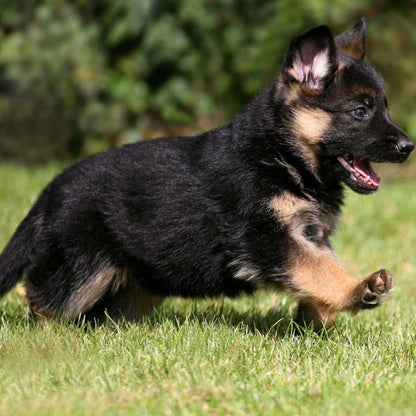 German Shepherd Puppy