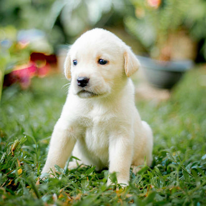 Labrador Puppy