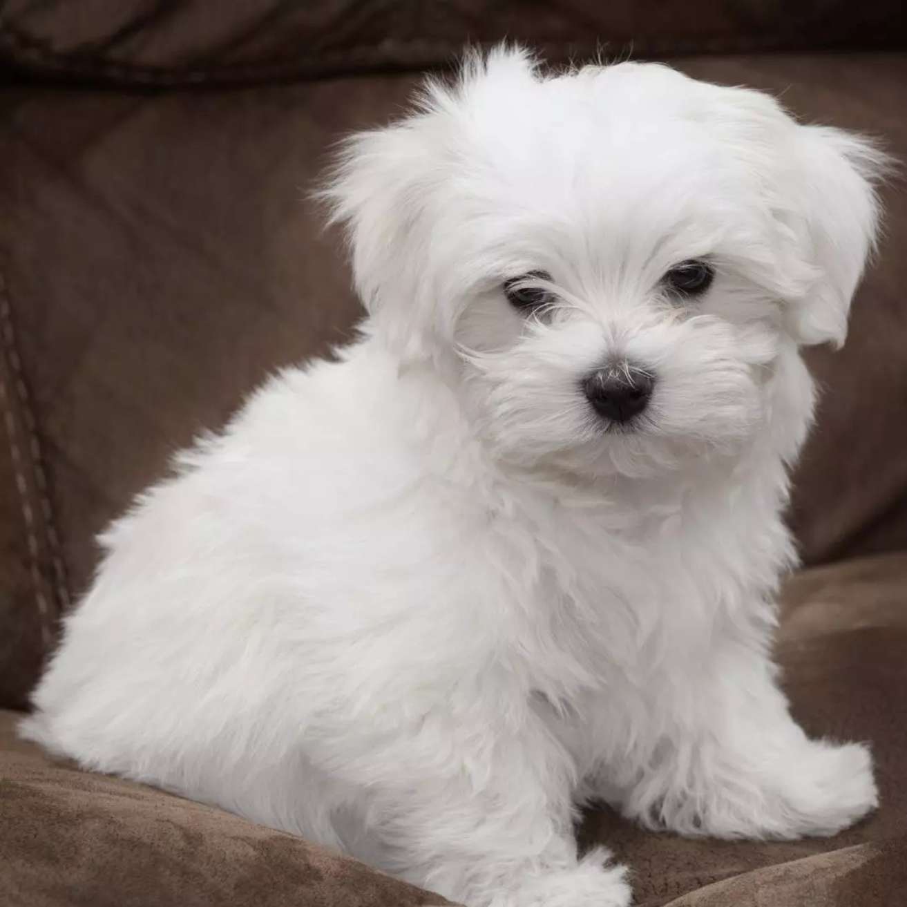 Maltese Puppy