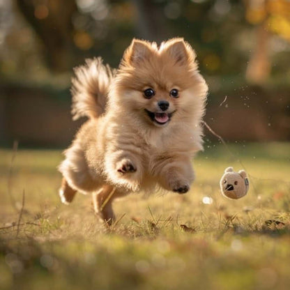 The Toy Pomeranian – Small, Playful, and Adorable