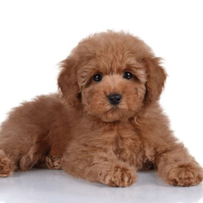 Poodle Puppy