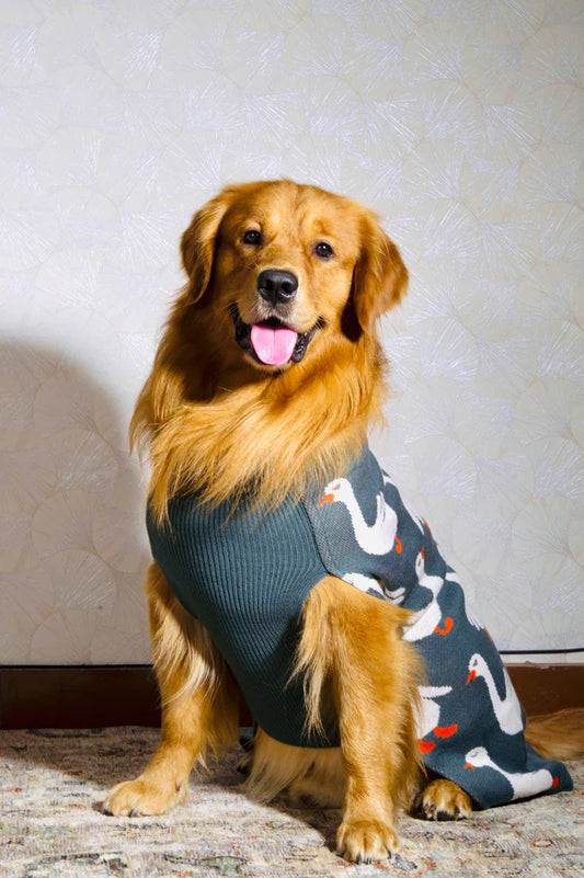 Petsnugs Quack Cozy Knit Sweater for Dogs
