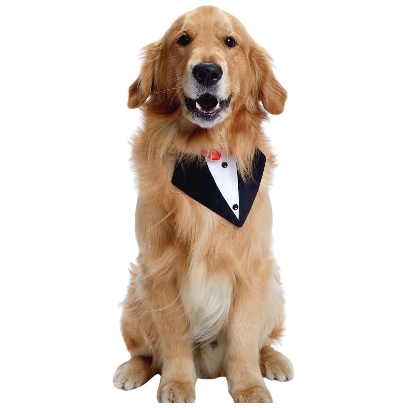 Black Tux Bandana – Stylish & Elegant Pet Accessory