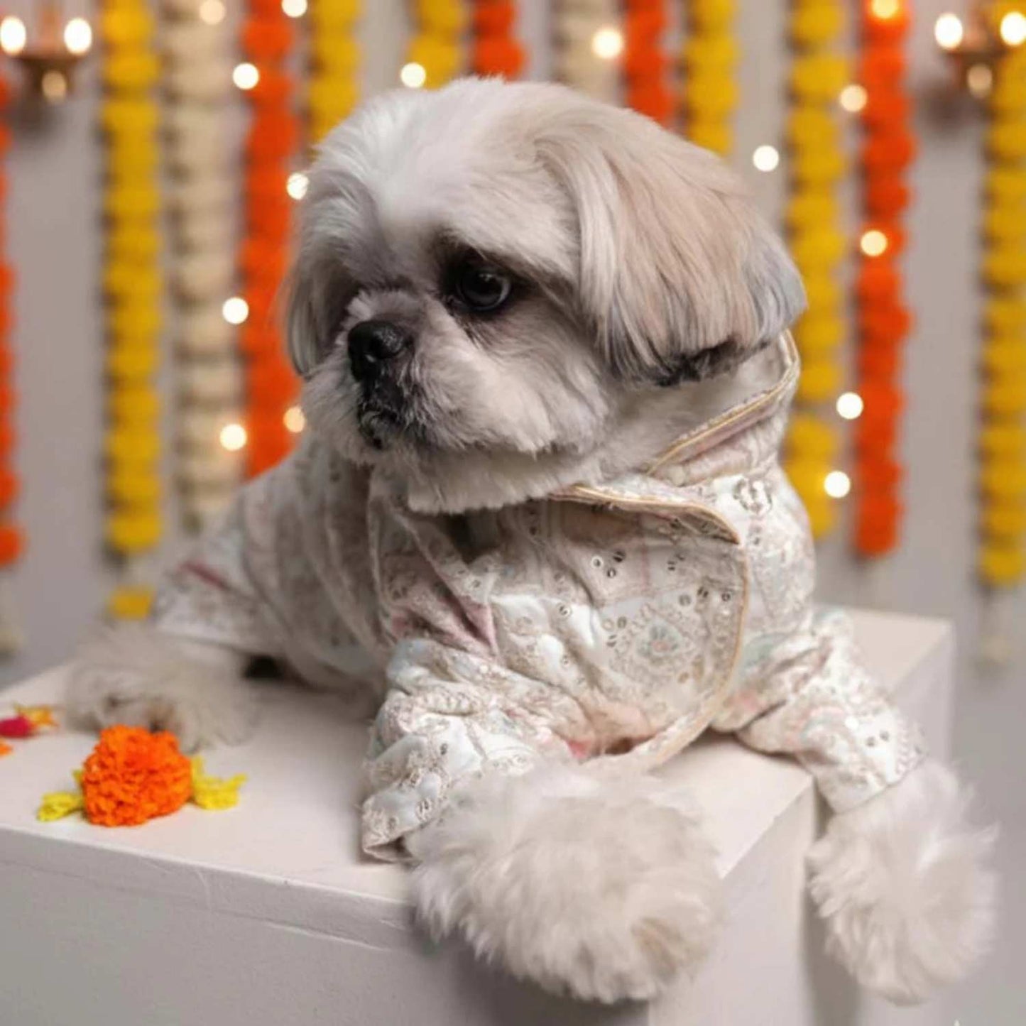 Festival Joy Designer Kurta for Dogs – Stylish Ethnic Outfit for Pets