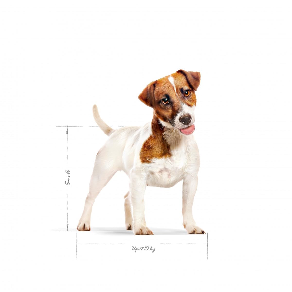 Royal Canin Mini Adult Dog Dry Food | Digestive Health & Daily Nutrition for Small Breed Dogs