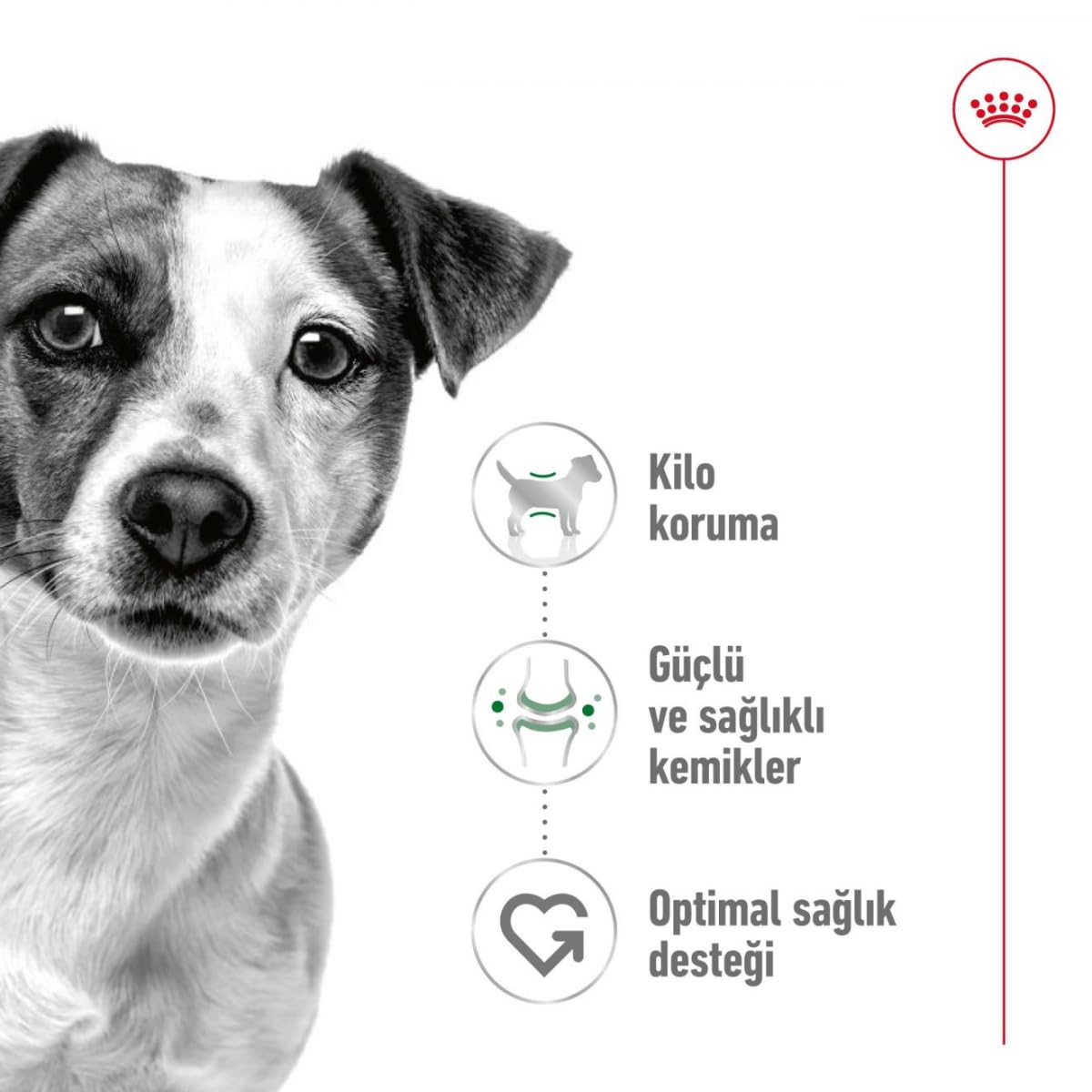 Royal Canin Mini Adult Dog Dry Food | Digestive Health & Daily Nutrition for Small Breed Dogs