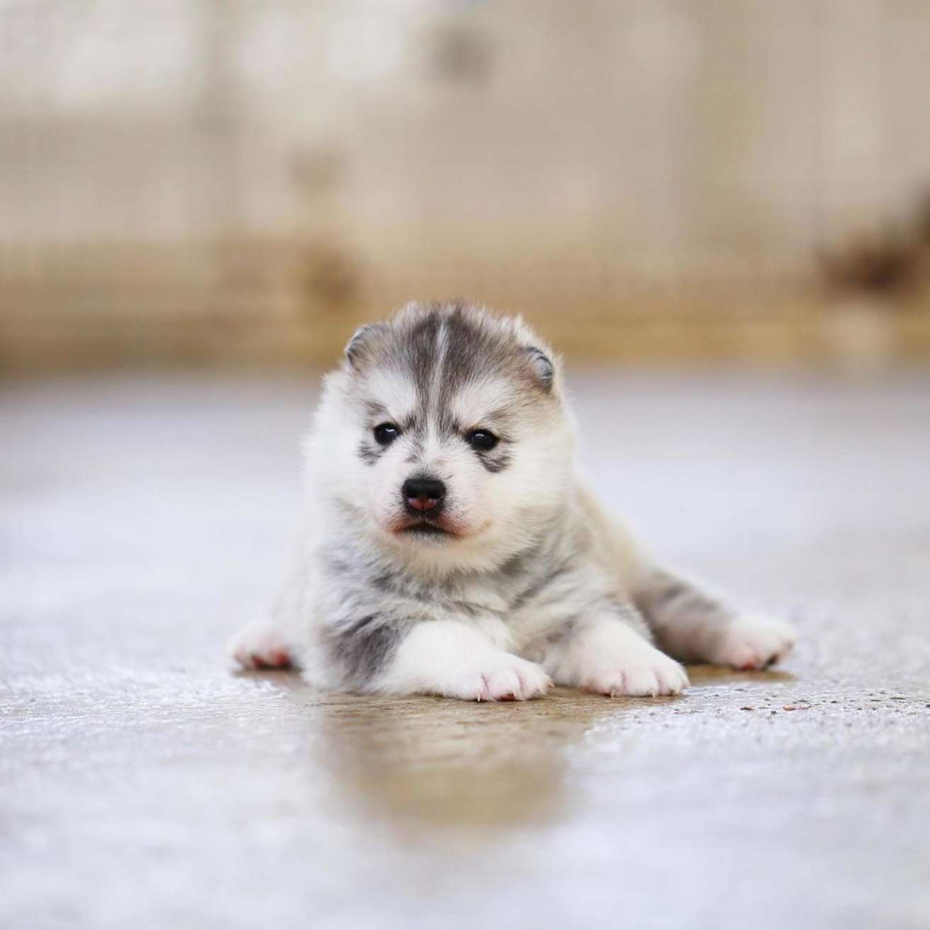Husky puppy