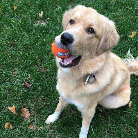 Dog Toy Ball