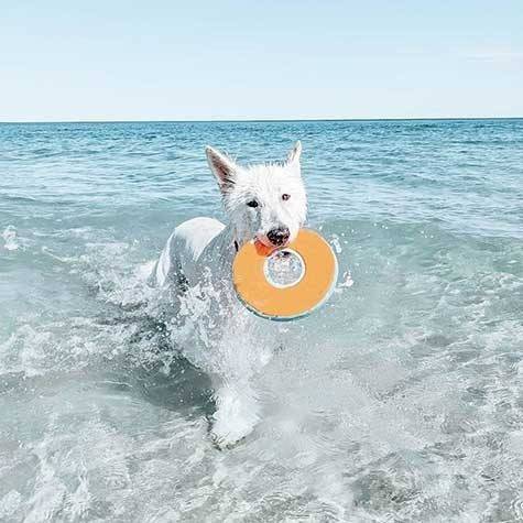 Dog Toy Soft