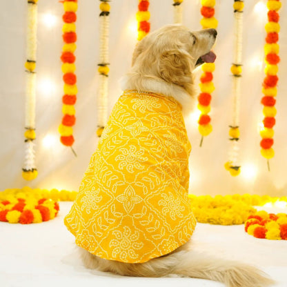 pet clothes