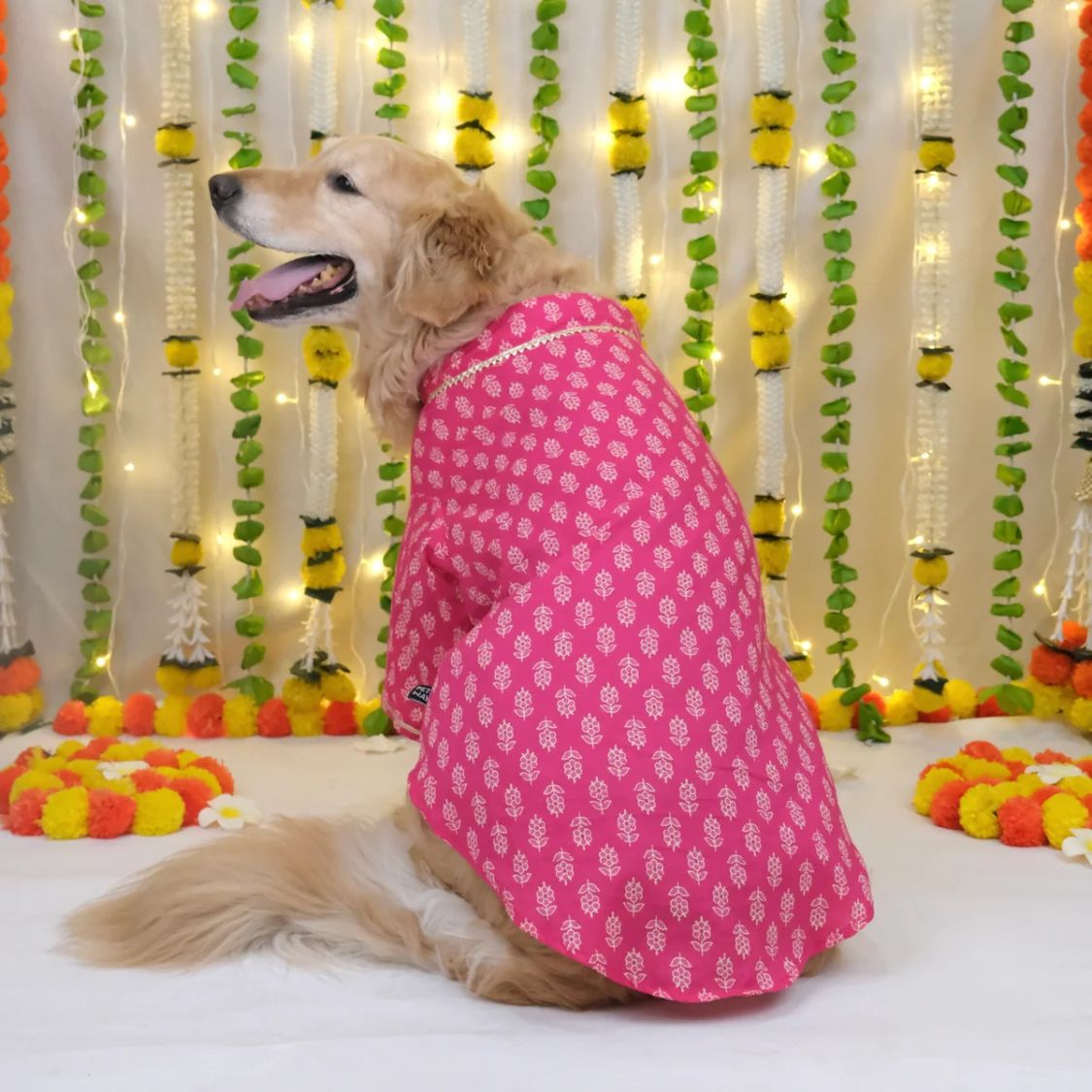 dog kurta
