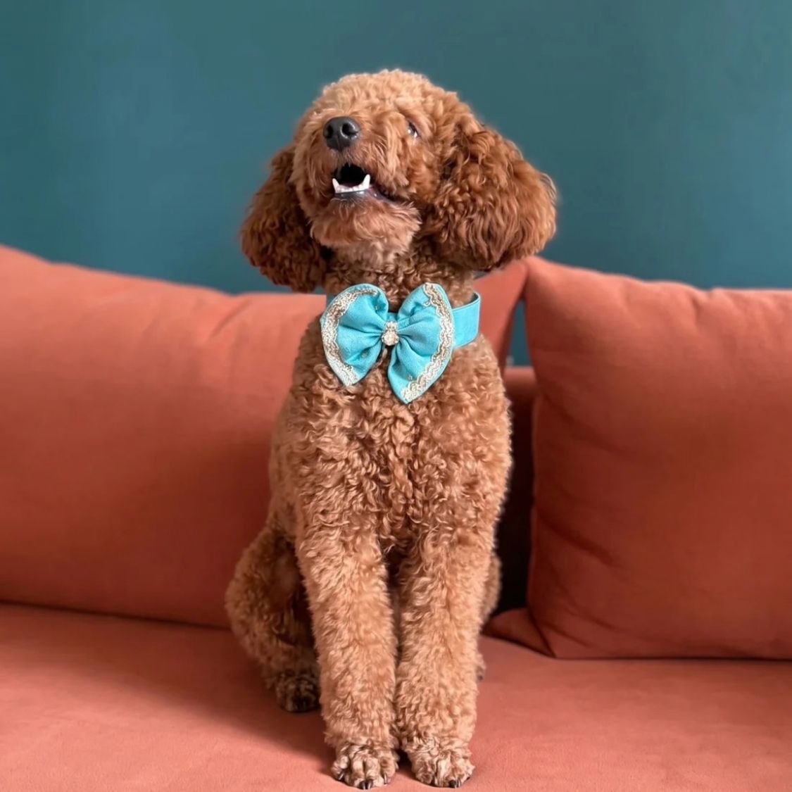 dog festive bow