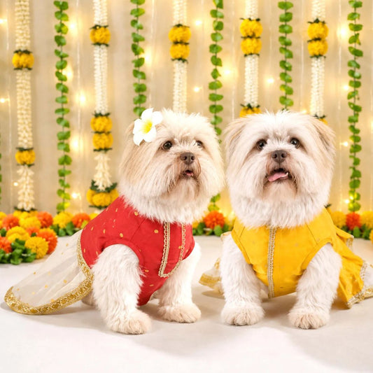 festive pet costume