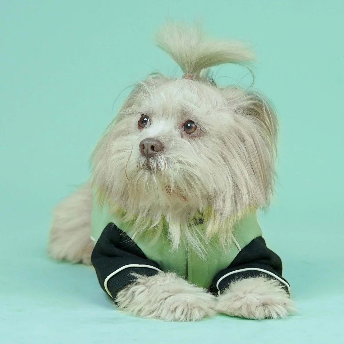 Dog Sweatshirt | Dog Winter Were with Hood and Fleece