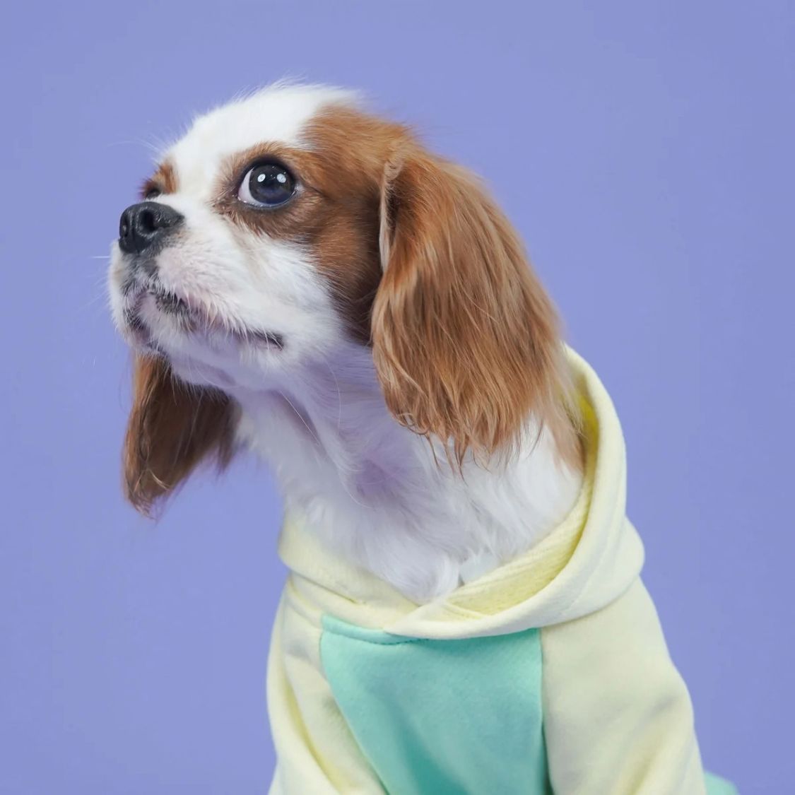 Dog Sweatshirt | Dog Stylish Wear for Winter and Cold Weather