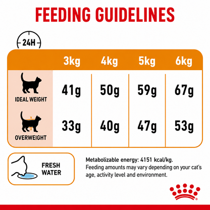 Royal Canin Hair & Skin Care Cat Food | Healthy Coat & Skin Support