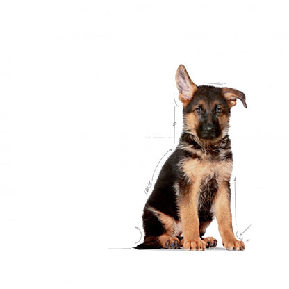 Royal Canin Maxi Puppy Dry Dog Food | Large Breed Growth & Digestive Care