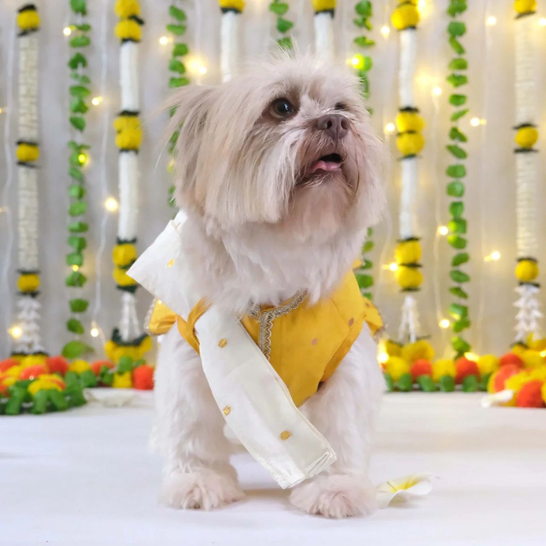 Dog Dress With Dupatta | Pet Festive Wear for Events - Yellow