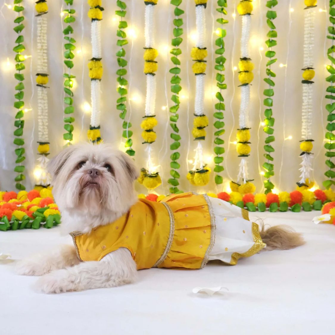 Dog Dress With Dupatta | Pet Festive Wear for Events - Yellow