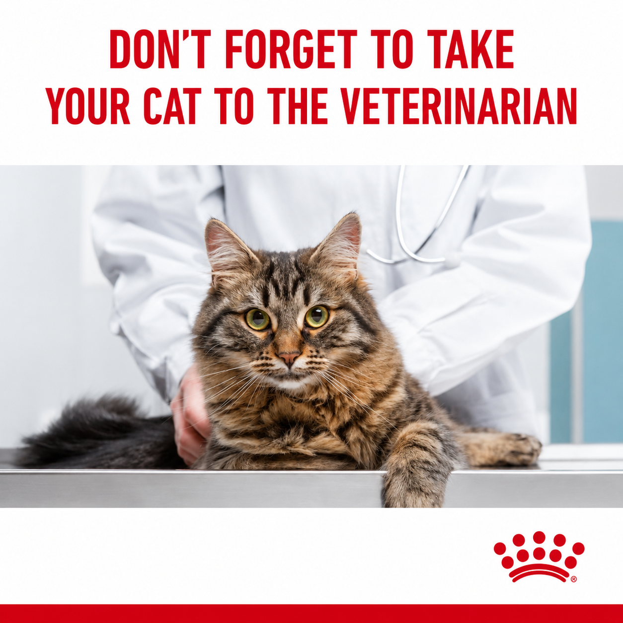 Royal Canin Hair & Skin Care Cat Food | Healthy Coat & Skin Support