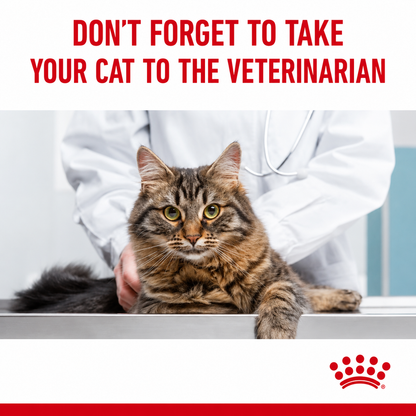 Royal Canin Hair & Skin Care Cat Food | Healthy Coat & Skin Support
