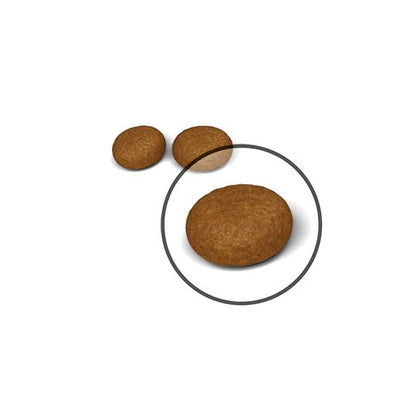 Royal Canin Hair & Skin Care Cat Food | Healthy Coat & Skin Support