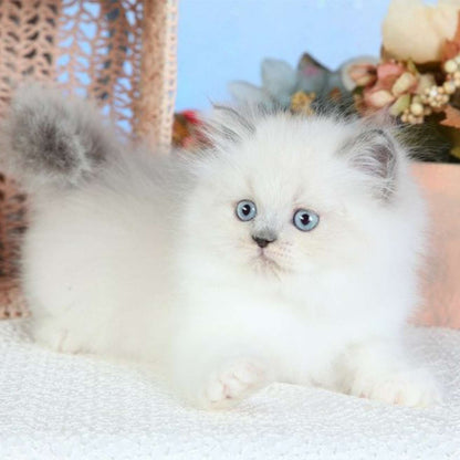Himalayan Kitten