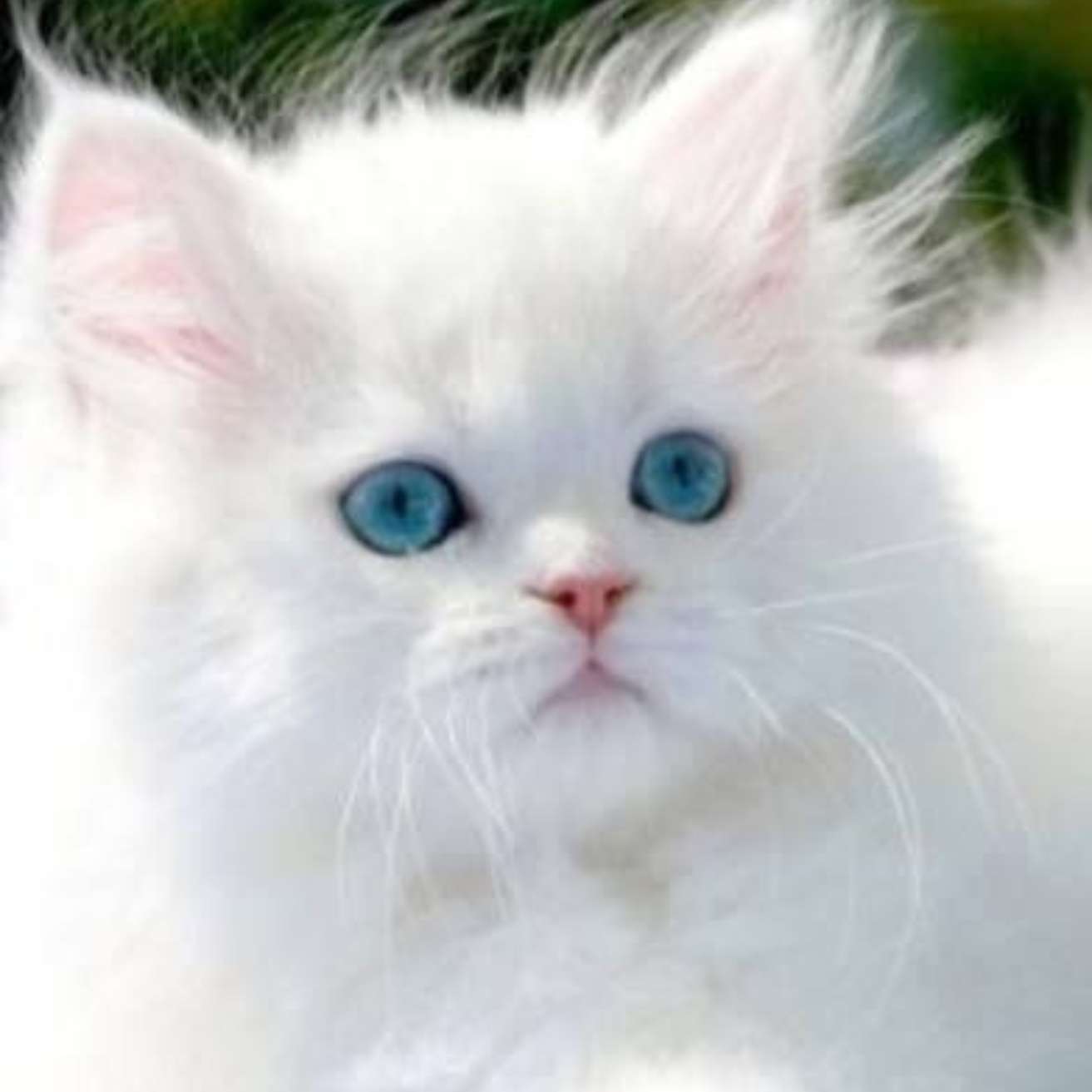 Himalayan Kitten