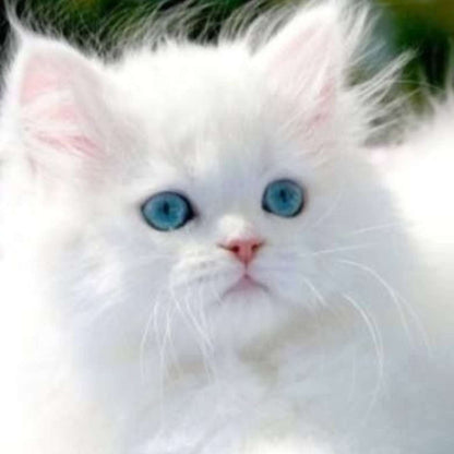 Himalayan Kitten