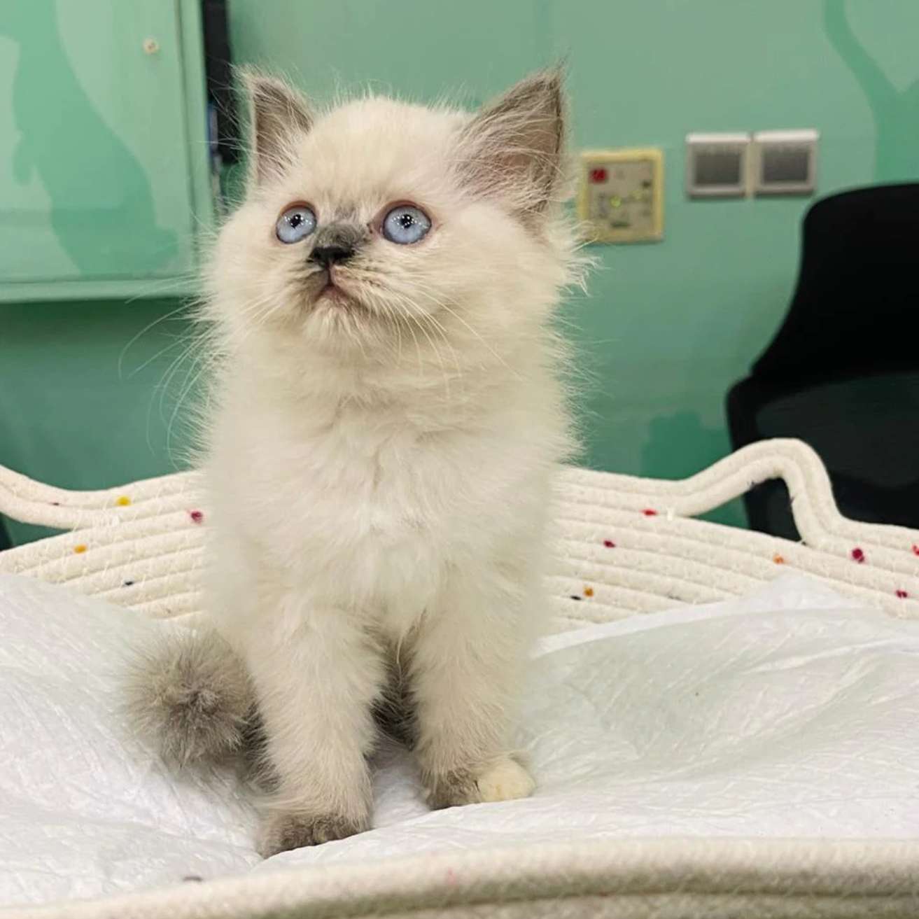 Himalayan Kitten