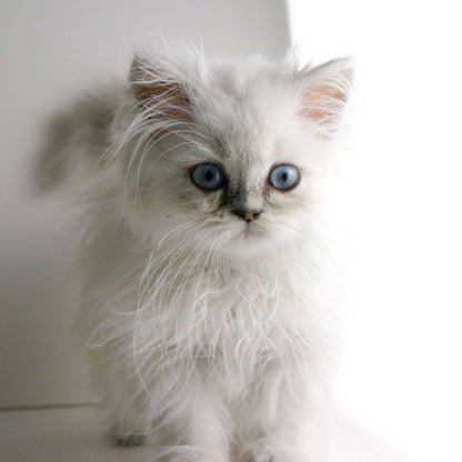 Himalayan Kitten