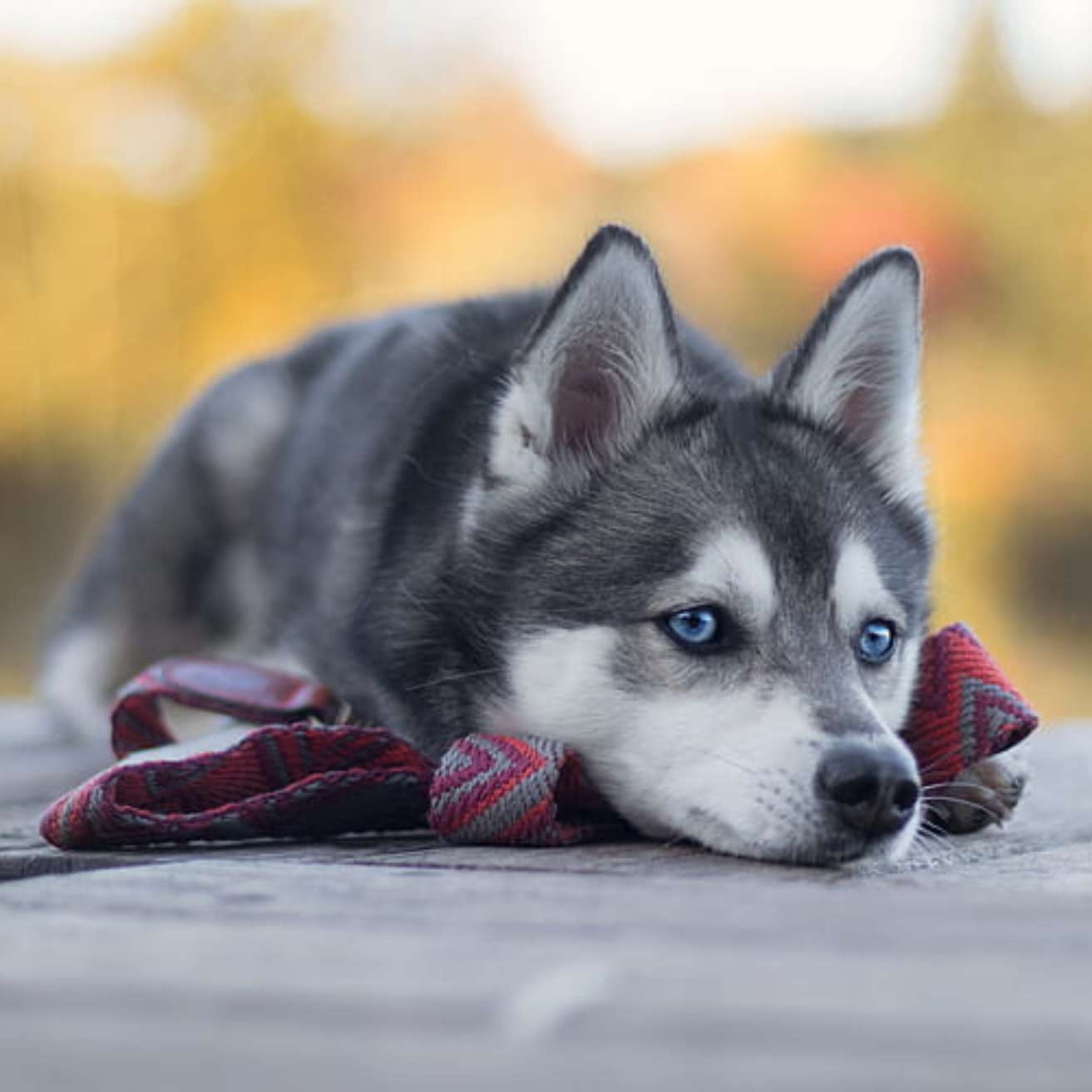 Husky puppy