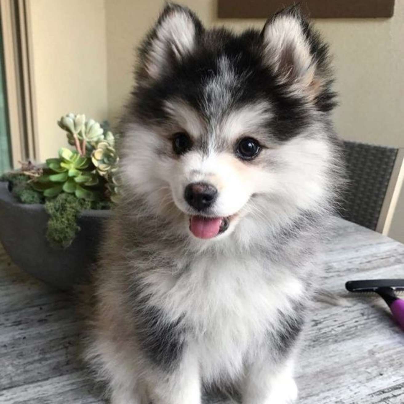 Husky puppy