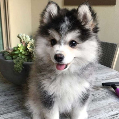 Husky puppy