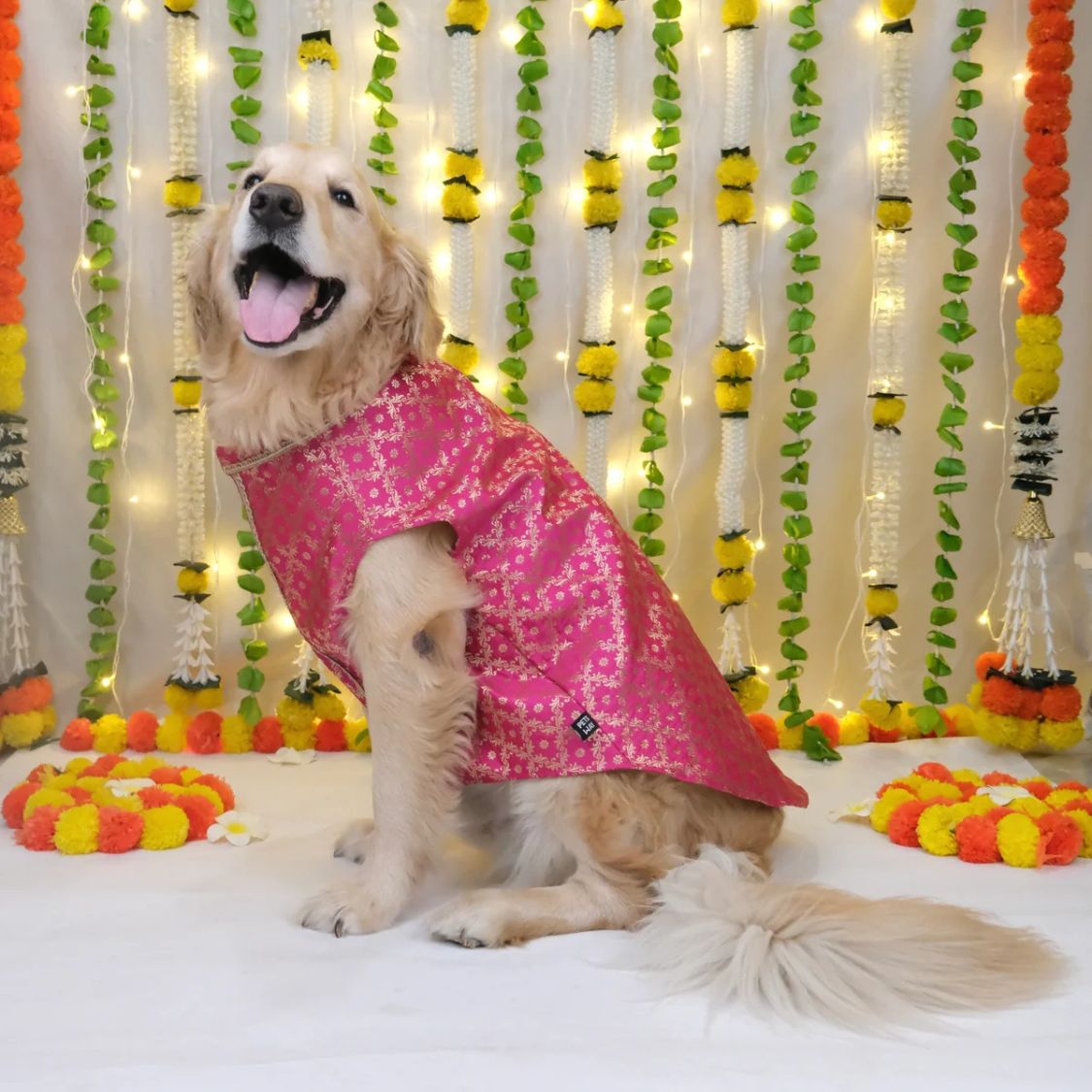 indian pet festive clothing