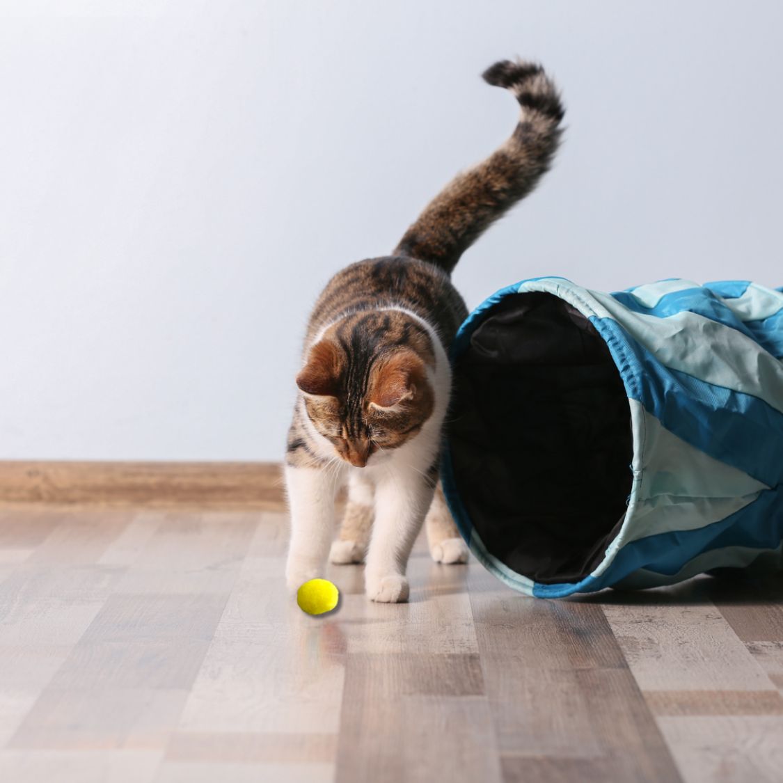 Cat Play Balls | Soft Interactive Toys for Indoor Cats & Kittens