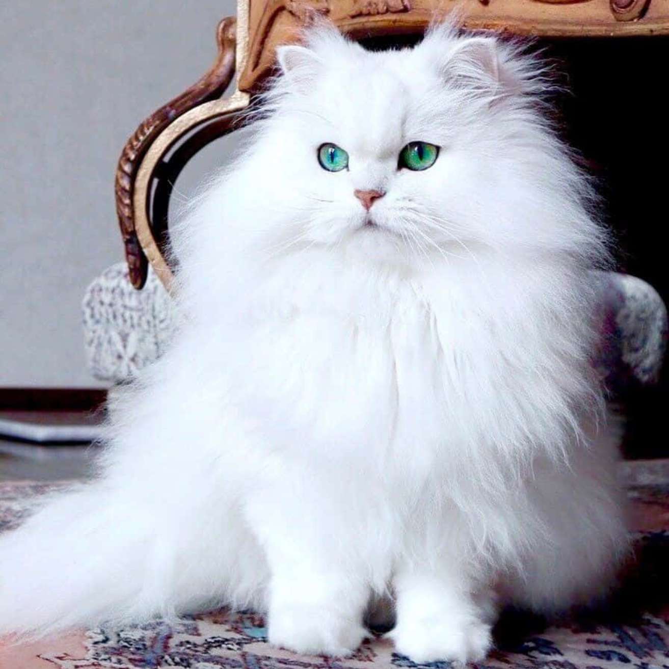 Persian Kitten