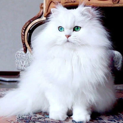 Persian Kitten