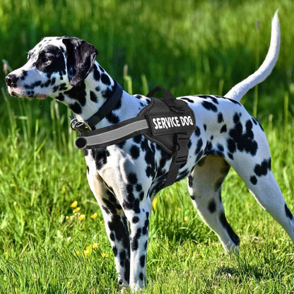 Personalized Reflective Dog Harness | Black