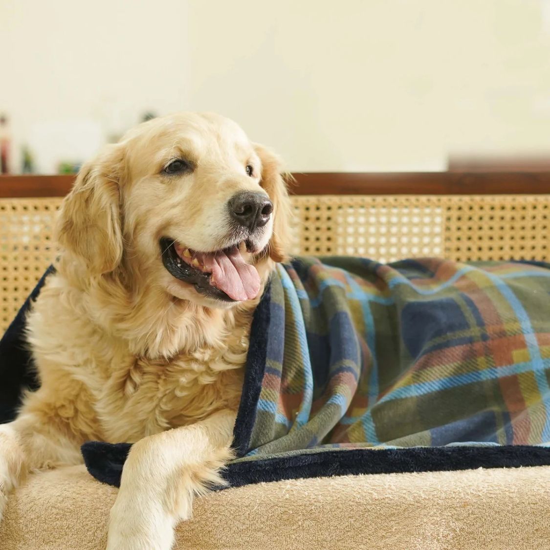 pet blanket for dogs and cats