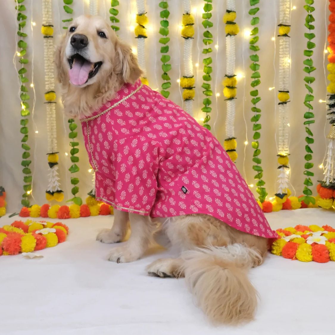 dogs outfit 