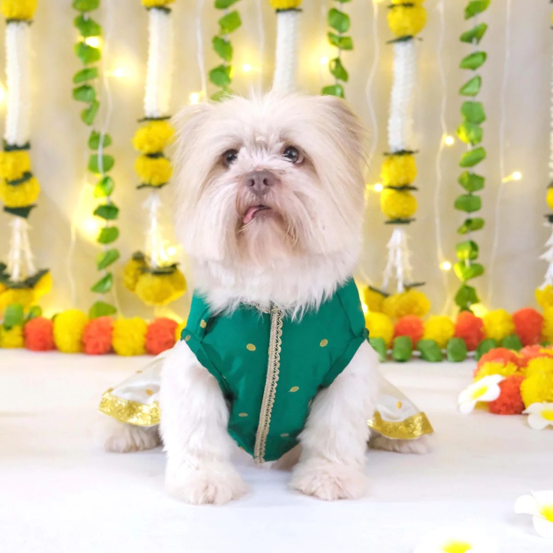 pet party outfit