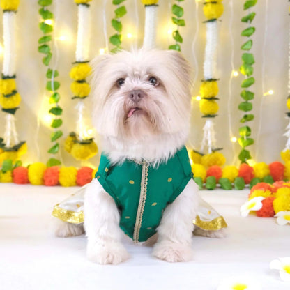 pet party outfit