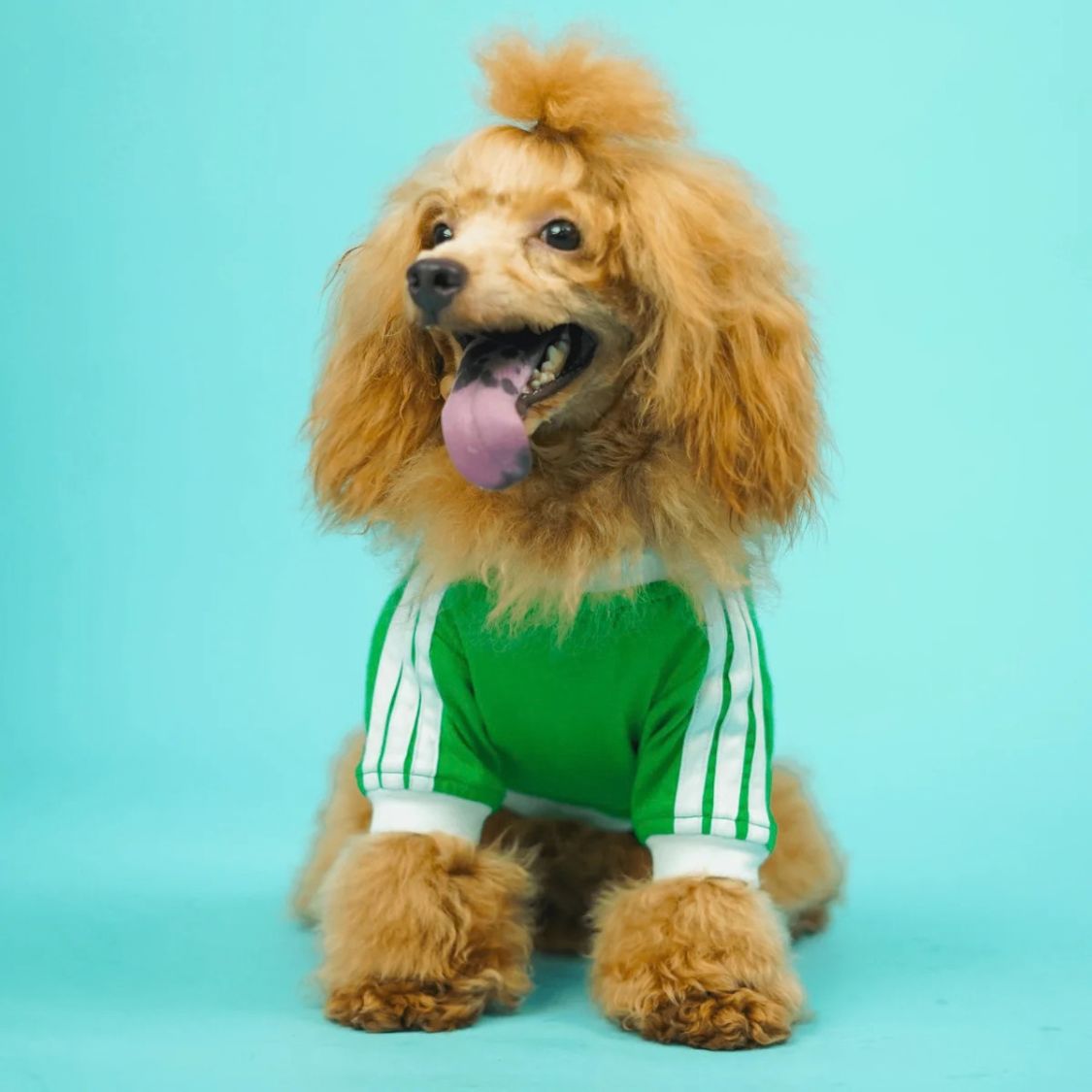 Dog T-Shirt | Dog Cotton T-Shirt for Everyday Comfort - Dive In Stripes