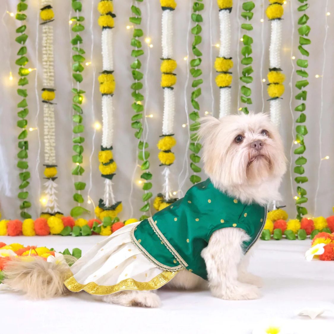pet wedding clothing