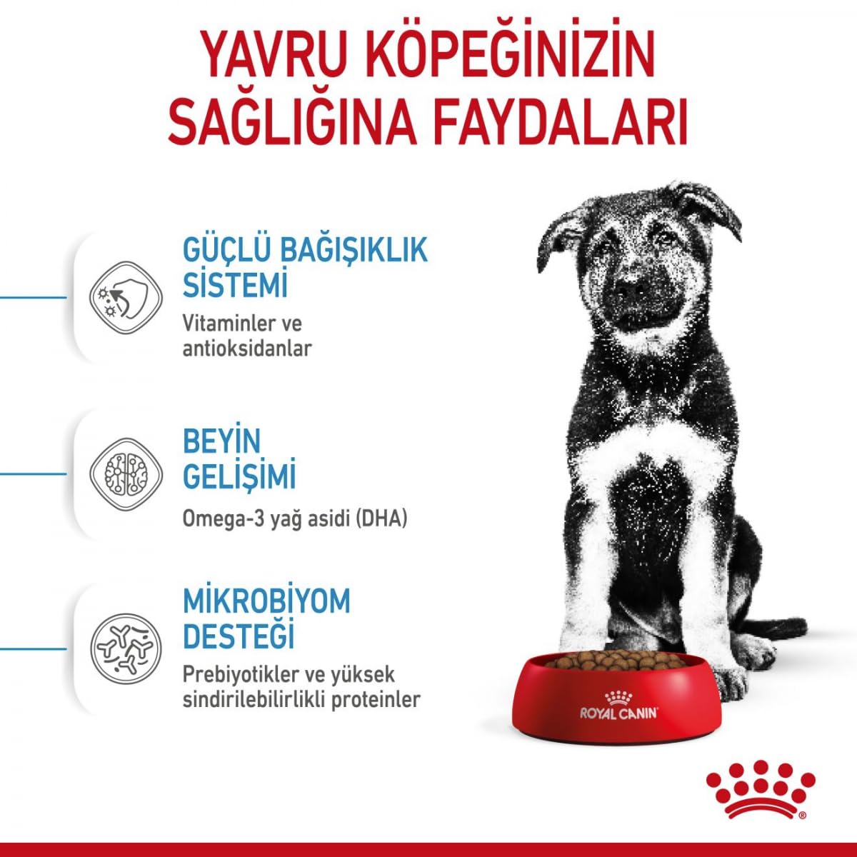 Royal Canin Maxi Puppy Dry Dog Food | Large Breed Growth & Digestive Care
